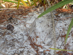 Sceloporus woodi