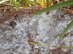 Sceloporus woodi