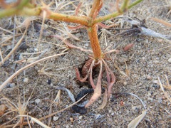 Oxytheca dendroidea dendroidea