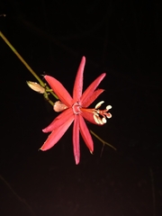 Passiflora glandulosa
