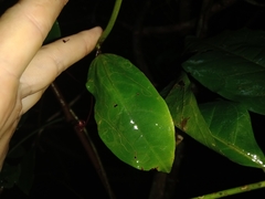 Passiflora glandulosa
