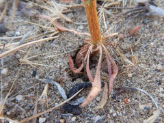 Oxytheca dendroidea dendroidea