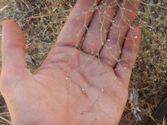 Oxytheca dendroidea dendroidea