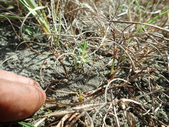 Pimelea villosa