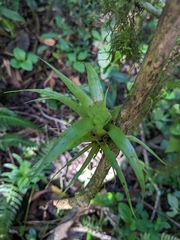 Guzmania