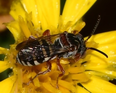 Epeolus howardi