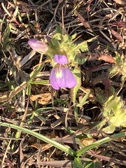 Hygrophila auriculata