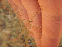 Oxytheca dendroidea dendroidea