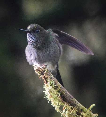 Hoary Puffleg (Haplophaedia lugens), photo 7
