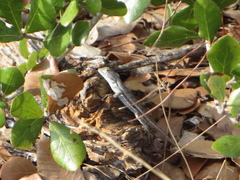 Sceloporus woodi
