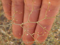 Oxytheca dendroidea dendroidea