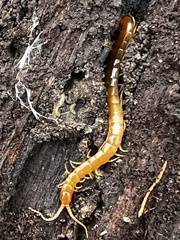 Scolopocryptops peregrinator