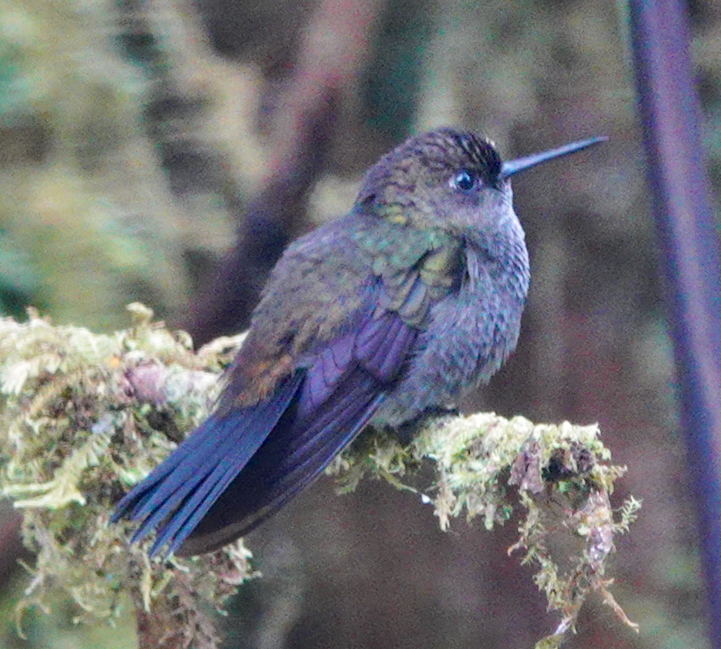 Hoary Puffleg (Haplophaedia lugens), photo 2