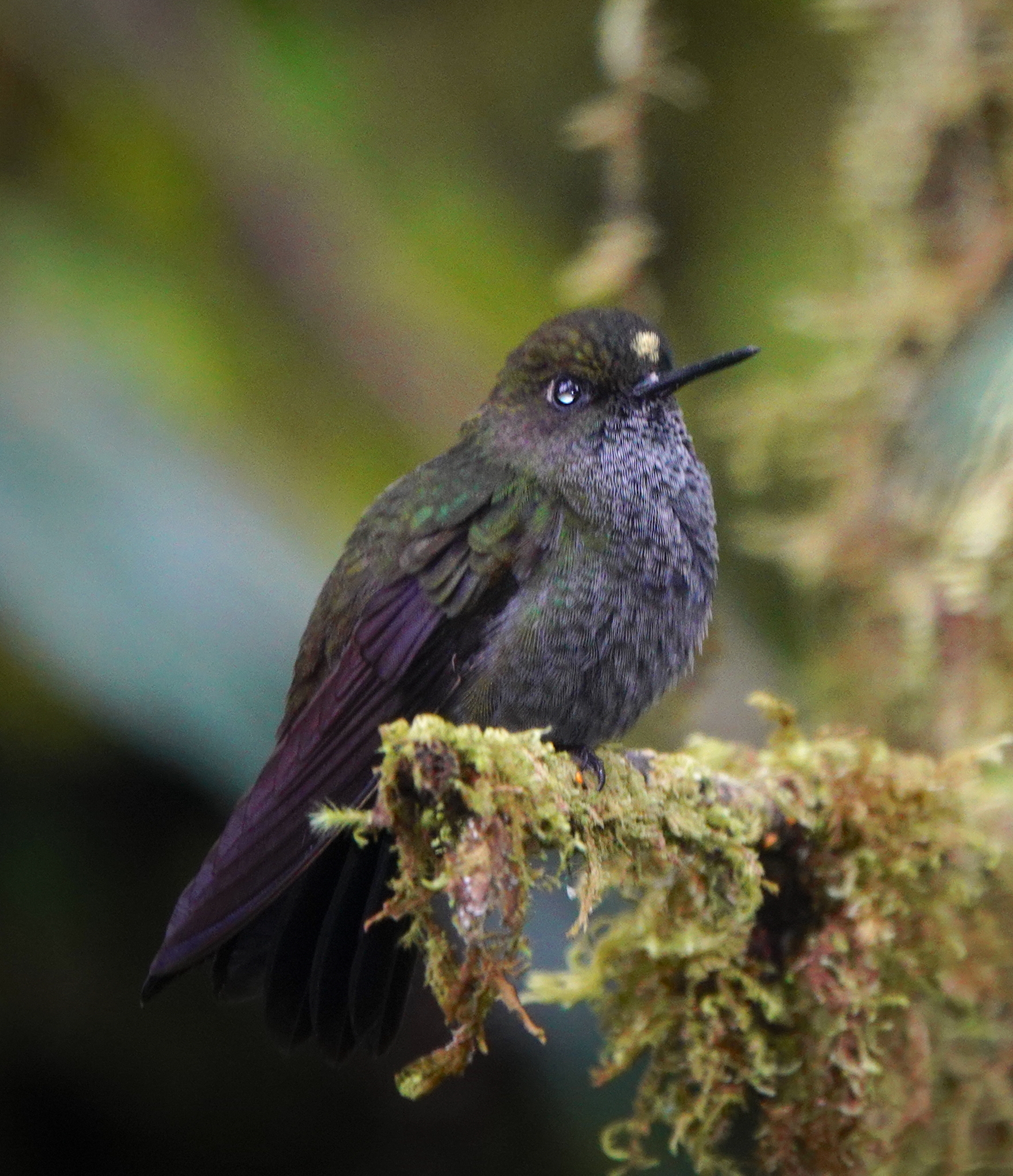 Hoary Puffleg (Haplophaedia lugens), photo 5