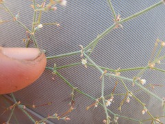 Oxytheca dendroidea dendroidea