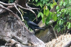 Corvus macrorhynchos levaillantii