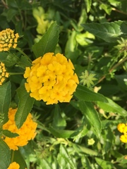 Lantana × strigocamara