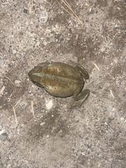 Rhinella arenarum