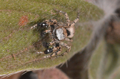 Habronattus oregonensis