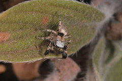 Habronattus oregonensis