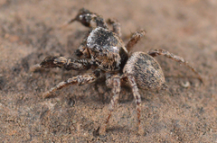 Habronattus oregonensis