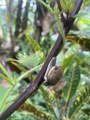 Ariophantidae