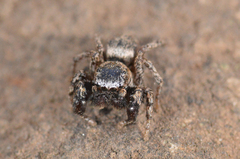 Habronattus oregonensis