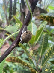 Ariophantidae