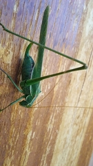 Burgilis curta