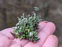 Cladonia subcariosa