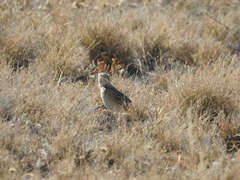 Anthus spragueii