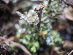Cladonia subcariosa