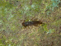 Leptophlebia
