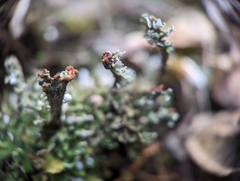 Cladonia subcariosa