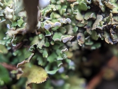 Cladonia subcariosa