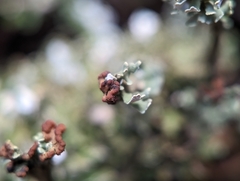 Cladonia subcariosa