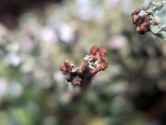 Cladonia subcariosa