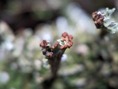 Cladonia subcariosa
