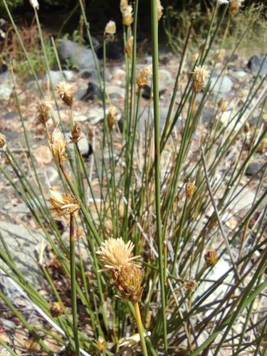 Carex aphylla (Carex aphylla)