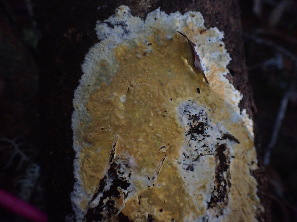 Scytinostroma sp. 'PNW01'