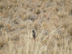 Anthus spragueii