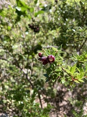 Gaultheria phillyreifolia