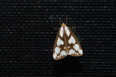 Haploa confusa