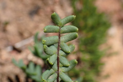Pellaea mucronata mucronata