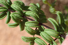 Pellaea mucronata mucronata