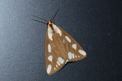 Haploa confusa