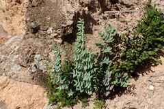 Pellaea mucronata mucronata