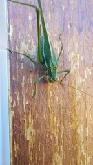 Burgilis curta