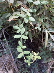 Boquila trifoliolata