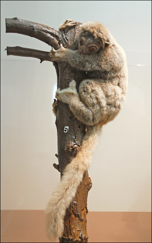 Grey-backed Sportive Lemur (Lepilemur dorsalis) — Endangered Mammalia